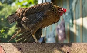 We did not find results for: Backyard Chickens May Soon Be Allowed In Plano Plano Star Courier Starlocalmedia Com