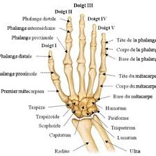 Check spelling or type a new query. Vue Dorsale Du Squelette De La Main Droite Archives Larousse La Download Scientific Diagram