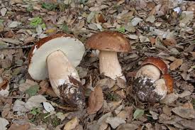 Image result for Boletus speciosus