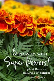 Use a pole fan set to blow approximately 4 to 6 feet high pyrethrin is a natural insecticide made from chrysanthemum flowers to repel and keep gnats. Deter Pests Naturally By Companion Planting With These Super Flowers Garden Therapy