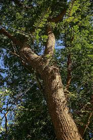 Image result for Cordyla