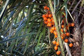 13 FASCINATING Uses Of Awara Palms You DEFINITELY Didn't Know About! -  Things Guyana