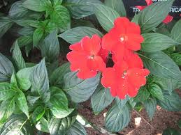 Image result for Impatiens kagamei