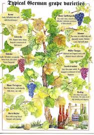 Typical German Grape Varieties German Wine Grapes Germany Wine