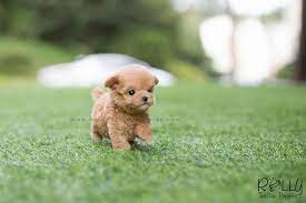 Sold To Mahmedein Caramel Poodle M Teacup Puppies Puppies Puppies Funny