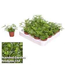 Image result for Actiniopteris