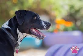 Check spelling or type a new query. Posh Pets Spain Posh Pets Dog Hotel Boarding Grooming Cattery And Pet Transport Costa Del Sol Spain