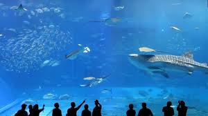 Desain dan penataan di sea aquarium ini cukup menarik dan atraktif. Wuiiiihh 3 Akuarium Terbesar Di Jepang