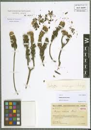 Image result for Asterochaete angustissima