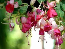 How To Grow And Care For Fuchsia World Of Flowering Plants Fuchsia Flowers Planting Flowers Flowers