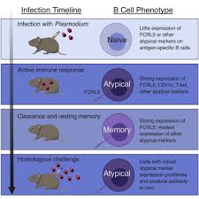 Against angptl3 in dyslipidemic mice and against angptl3 in healthy human . Fcrl5 Memory B Cells Exhibit Robust Recall Responses Sciencedirect