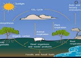 Meskipun demikian, penggunaan nitrogen pada bidang biologis sangatlah terbatas. nitrogen merupakan unsur yang tidak reaktif (sulit bereaksi dengan unsur lain) sehingga dalam penggunaan nitrogen pada makhluk hidup diperlukan berbagai proses, yaitu : fiksasi nitrogen, mineralisasi, nitrifikasi, denitrifikasi. Daur Oksigen Pengertian Siklus Tahapan Potensinya