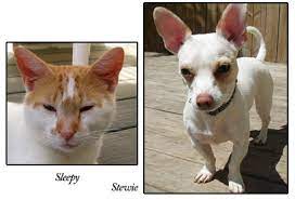 Maybe you would like to learn more about one of these? S A F E Pet Rescue Inc S A F E Is Saving Animals From Euthanasia