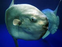 And while baby sunfish have been found in small numbers across the world, scientists have, until now, been unable to identify which species the larvae belong to. Creature Feature Ocean Sunfish