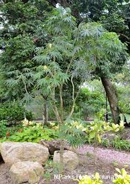 Image result for Jatropha multifida