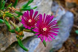 We did not find results for: Ice Plant In Rock Garden Photograph By Kathryn Meyer