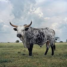 Animal Farm Photography By Daniel Naude African Digital Art Nguni Cattle Nguni Cows Farm Animals
