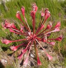 Image result for Brunsvigia