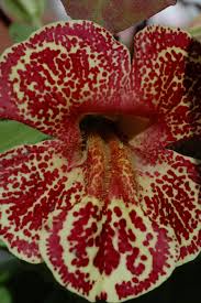 Image result for Mimulus