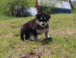 Raised in our home to insure proper health & socialization. Pennysaver Akc Registered Alaskan Malamute Puppies For Sale In Los Angeles California Usa