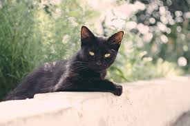 According to aeppli, who retains the pawnee's symbolic interpretation, this animal. Dream Interpretation Black Cat