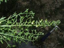 Image result for Thesium masukense