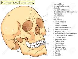 Medical Education Chart Of Biology Human Skull Diagram Raster