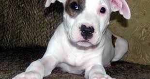 Pin On Dogs