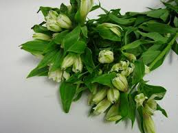 We've got santa barbara flowers and santa barbara florists available to ensure your floral gift reaches its destination santa barbara florists with same day delivery. Flower Availability Bunches For Africa Western Cape Pty Ltd South Africa Wedding Buy Flowers Online Alstroemeria