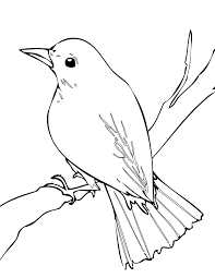 Easy Bird Drawing For Kids With Colour Nightingale Bird Drawings Outline Drawings Bird Outline