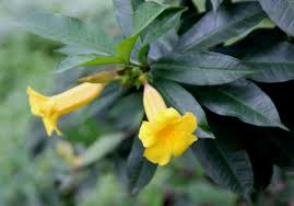Image result for Allamanda schottii