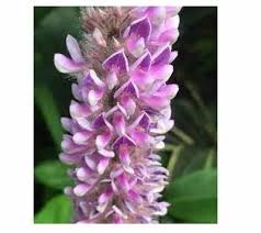 Image result for Uraria picta