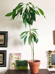 Plant the seed so that the pointed end is about an inch above the soil surface. How To Grow An Avocado Tree In The Vintage Kitchen Where History Comes To Eat