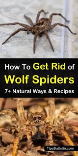 How To Get Rid Of Wolf Spiders 7 Natural Ways And Recipes Wolf Spider Spiders Repellent Spider Infestation