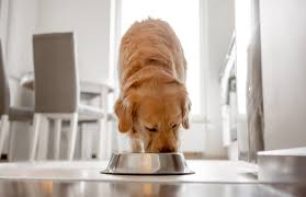 Can dogs eat chicken? A safe feeding guide | Harringtons – Harringtons Pet  Food