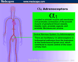 Part I The Physiology And Function Of The Alpha Adrenergic