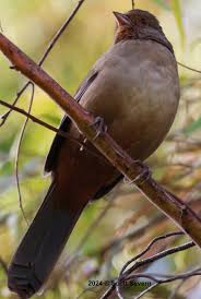 taken at Lake Elizabeth between October 29th and November 8th