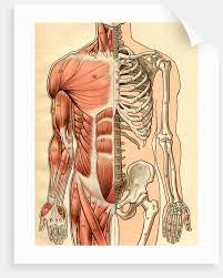 Human skeleton with muscles anatomy diagram a2 poster 59cm x 42cm print blpa2p15. Illustration Of Muscles And Skeleton Of The Human Torso Front Posters Prints By Maurice Dessertenne