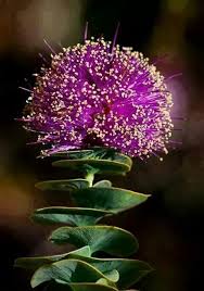 They make the world a beautiful place. Pin By Biswajeet Singh On Cicek Unusual Flowers Beautiful Flowers Unique Flowers