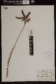 Image result for Brachycorythis buchananii