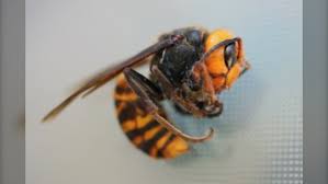 Get the latest charlotte hornets rumors on free agency, trades, salaries and more on hoopshype. 2 Murder Hornets Found About 5 Kilometres Apart Within 5 Days In B C Ctv News