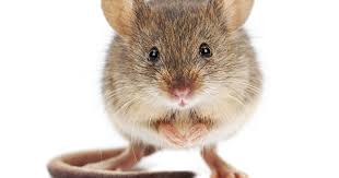 Time to ditch that old pc mouse, or move beyond your laptop's touchpad? Learn About Mouse Poison And Keeping Your Pets Safe Diamond Pet Foods
