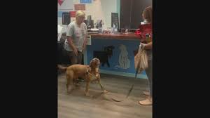 There are a lot of things to consider, from choosing the right one for your lifestyle to deciding where to adopt from. St Louis Shelter Dog Bowie Gets Adopted Ksdk Com