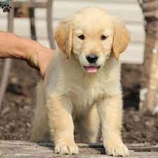 We did not find results for: Juniper Golden Retriever Puppy For Sale In Virginia