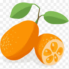 In china and japan, they are grafted onto the trifoliate orange (poncirus trifoliata). Clementine Kumquat Mandarin Orange Vegetable Bitter Orange Kumquat Natural Foods Food Png Pngegg