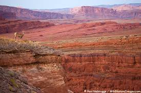 Whether you're interested in this trend because it's beautiful, you want to conserve water, or you have no other choices due to the climate, let these ideas inspire you to create a magical desert landscape. Desert Landscape Design Suggestions Minecraft Java Edition Minecraft Forum Minecraft Forum