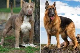 German shepherd vs pitbull appearance. German Shepherds Vs Pitbulls Battle Of The Guardians Anything German Shepherd