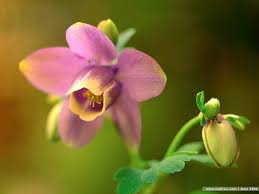 Narcissus Flowers Narcissus Flower Daffodil Flower Birth Flowers