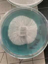 Some agar porn for yall : rAgarporn