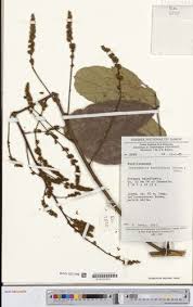 Image result for Leptoderris